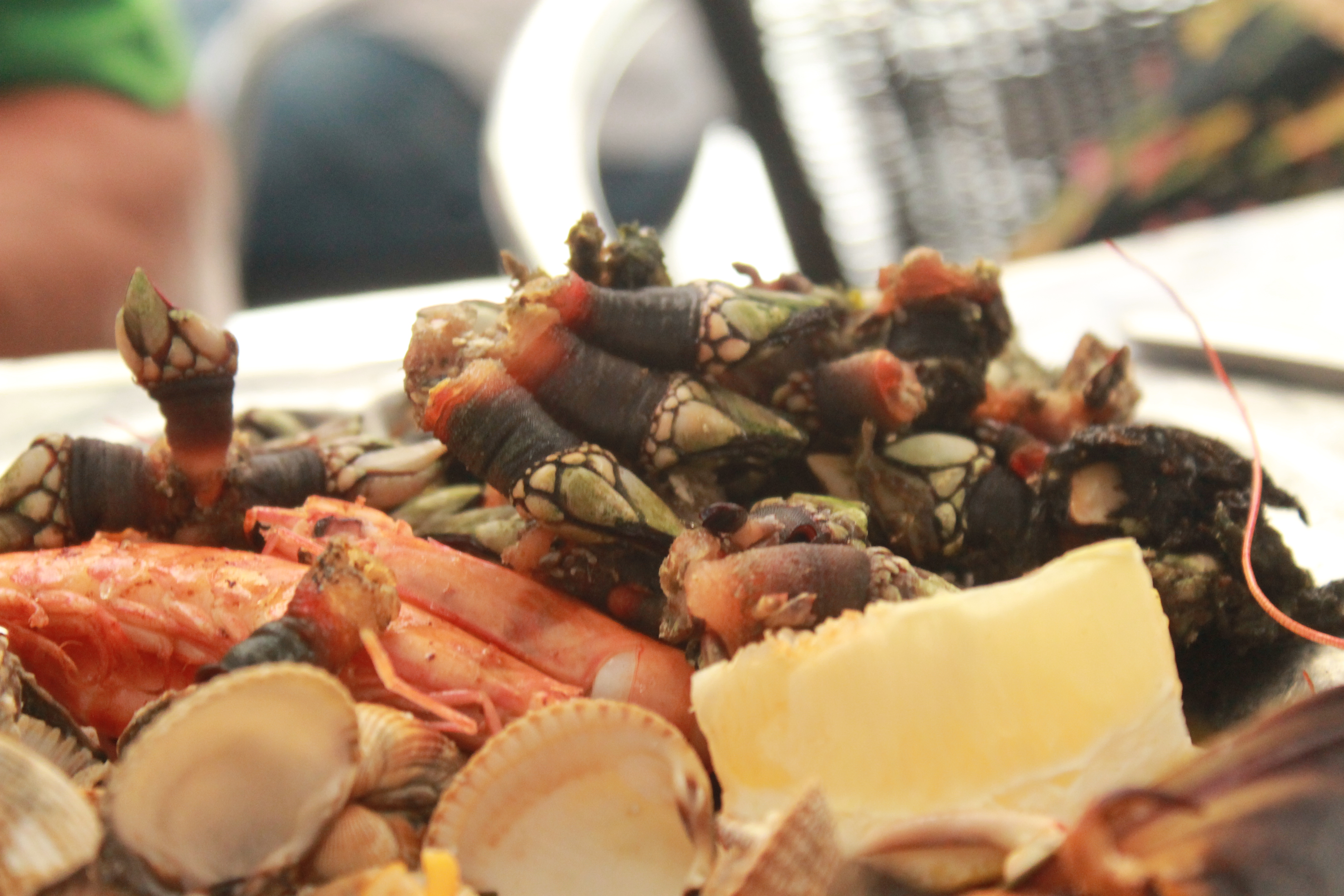 Baby's First Goose Barnacle Sunshine and Siestas An American Expat