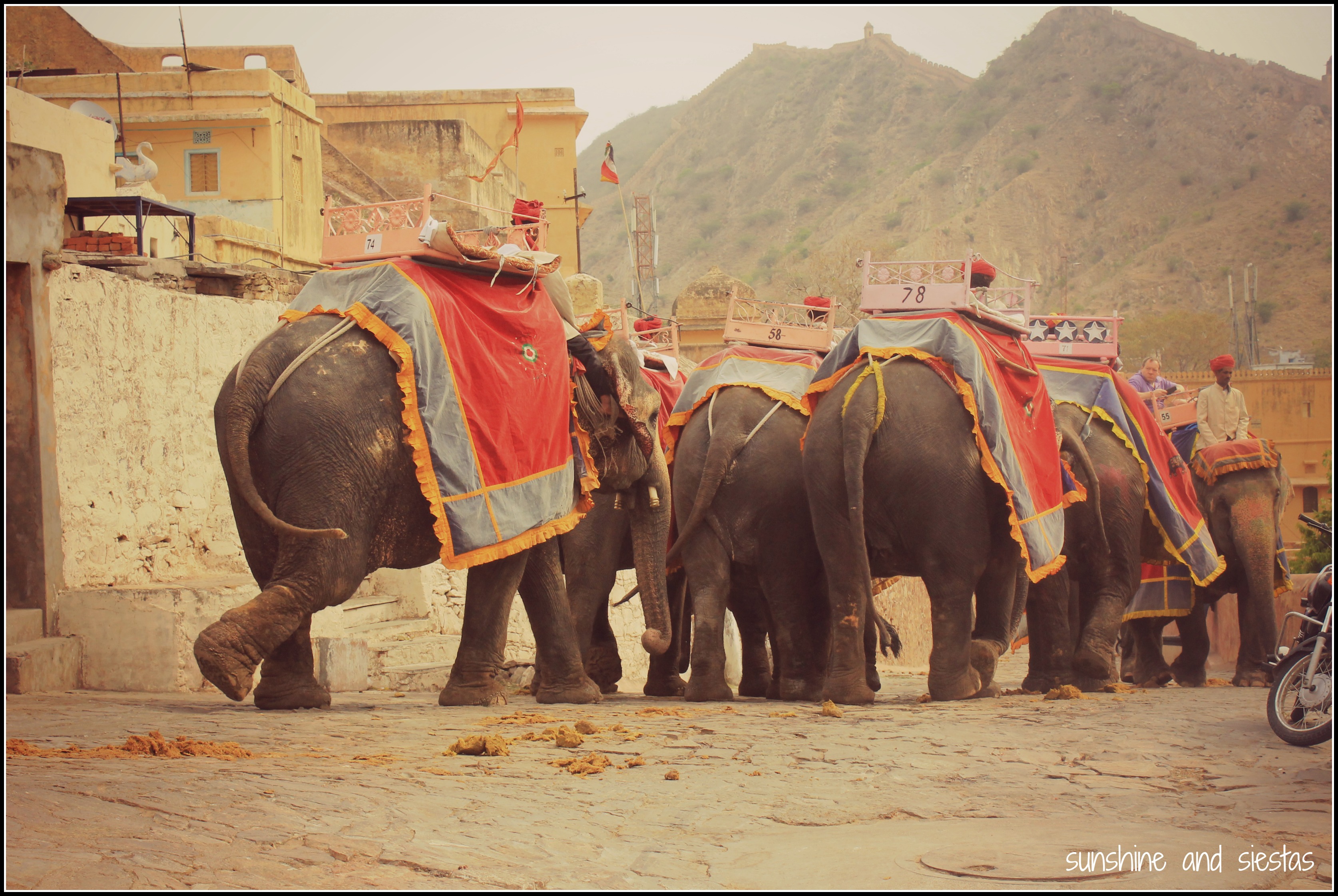 Elephant Rides in Rajasthan Sunshine and Siestas An American Expat